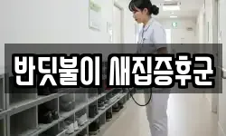 반딧불이 새집증후군