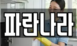 파란나라