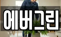 에버그린