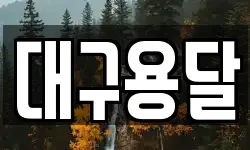 대구용달