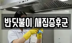 반딧불이 새집증후군