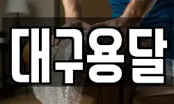 대구용달