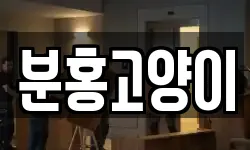 분홍고양이