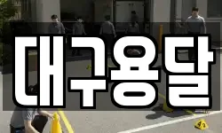 대구용달