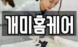 개미홈케어