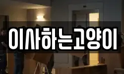 이사하는고양이