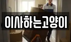 이사하는고양이