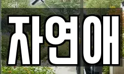 자연애