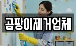 곰팡이제거업체