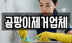곰팡이제거업체