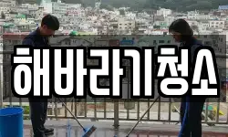 해바라기청소