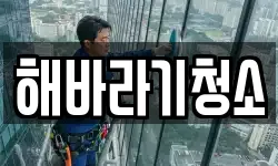 해바라기청소