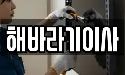 해바라기이사