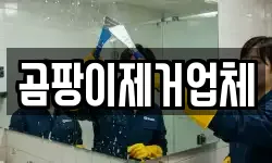 곰팡이제거업체