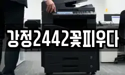 강정2442꽃피우다