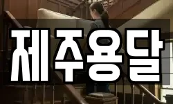 제주용달