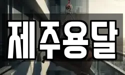 제주용달